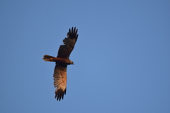 Circus aeruginosus