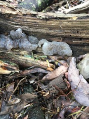 Tremella globispora