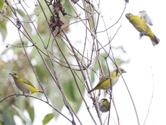 Euphonia trinitatis