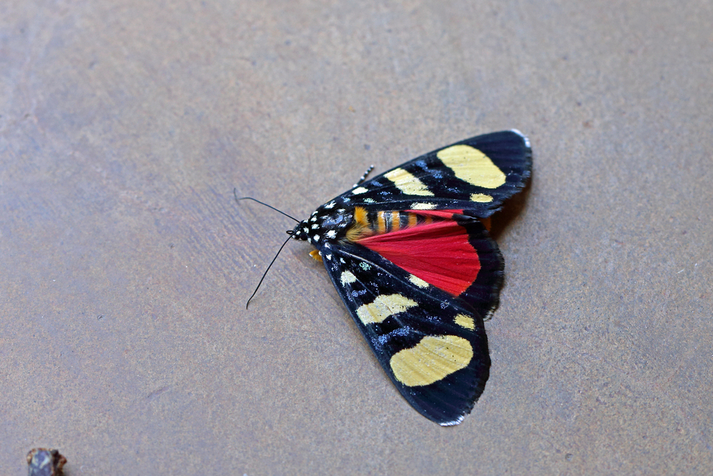 Heraclia butleri