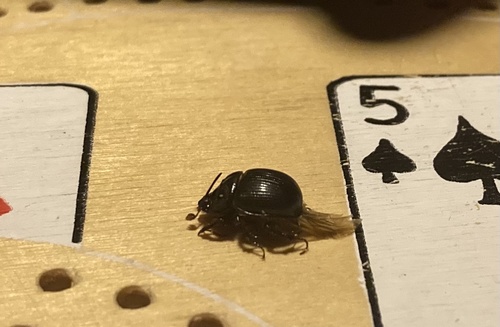 Fall's Earth-boring Scarab Beetle