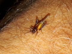 Stenonemobius gracilis