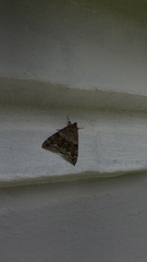 Catocala nupta