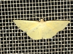 Lepidoptera