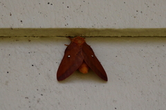 Anisota pellucida