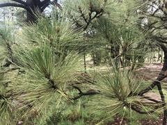 Pinus engelmannii