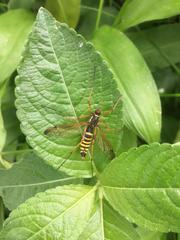 Ctenophora flaveolata