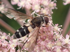 Leucozona laternaria