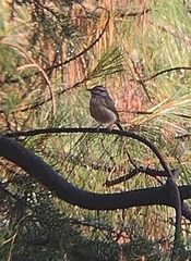 Vireolanius melitophrys