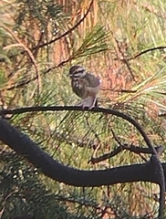 Vireolanius melitophrys