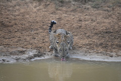 Panthera pardus kotiya