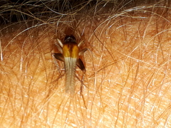 Stenonemobius gracilis