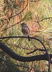 Vireolanius melitophrys