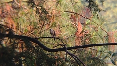 Vireolanius melitophrys