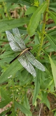 Libellula luctuosa