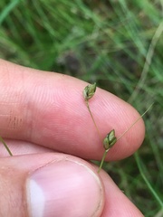 Carex billingsii