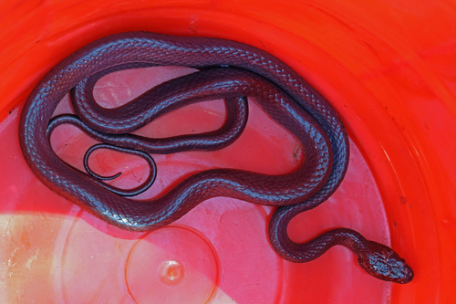 Shreve's Tree Snake