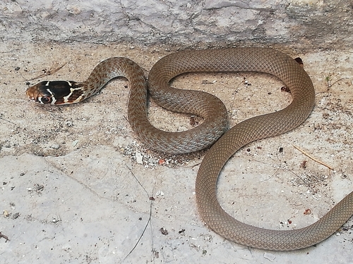Crni gad (Hierophis viridiflavus)