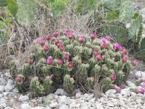 Strawberry Cactus