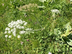 Laserpitium latifolium