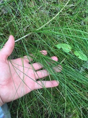 Carex billingsii