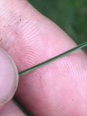 Carex billingsii