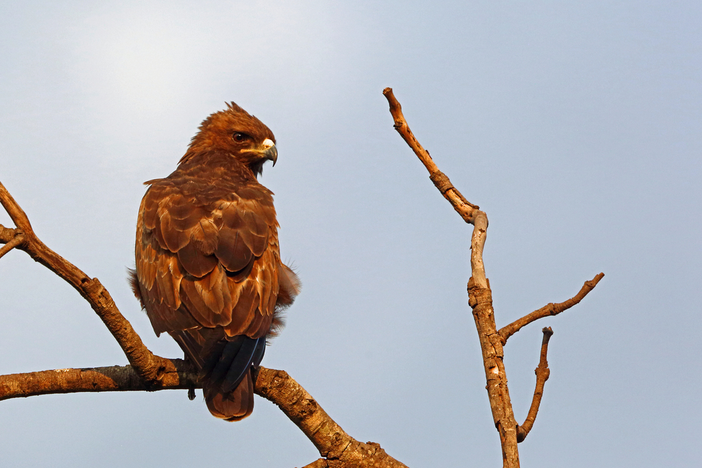 Wahlberg's Eagle
