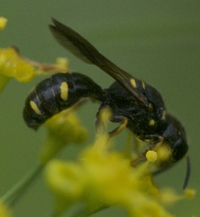 Ectemnius stirpicola