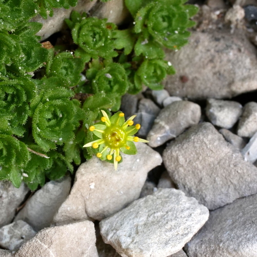 Image of Saxifraga aphylla by (c) Wolfgang Jauch, some rights reserved (CC BY)