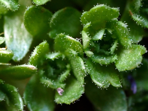 Image of Saxifraga aphylla by (c) Wolfgang Jauch, some rights reserved (CC BY)