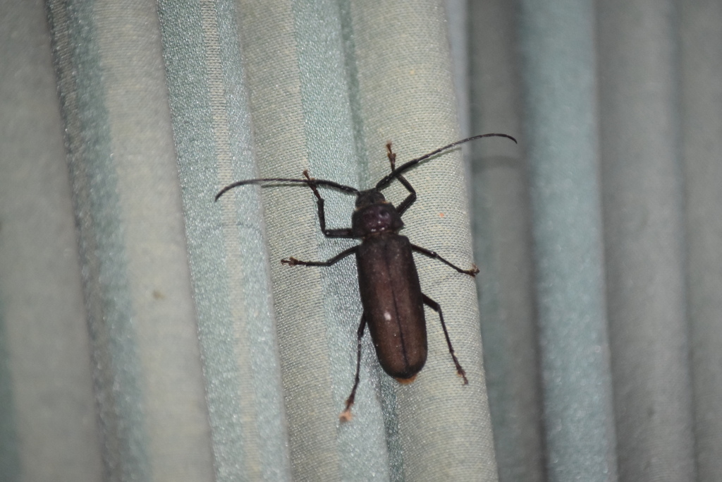 Anomophysis spinosa