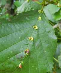 Aceria nalepai