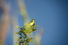 Anomalospiza imberbis