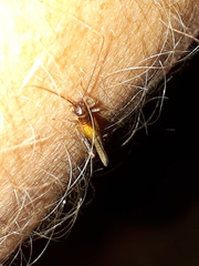 Stenonemobius gracilis