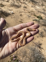 Dipsina multimaculata