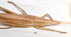 Pseudorhynchus