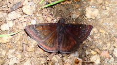 Erynnis meridianus