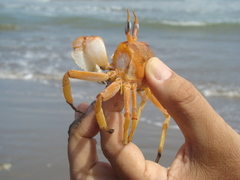 Ocypode gaudichaudii