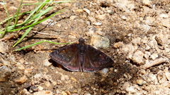 Erynnis meridianus