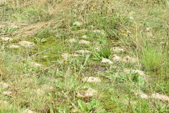 Dasypoda hirtipes