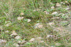 Dasypoda hirtipes