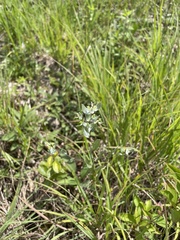 Symphyotrichum sericeum