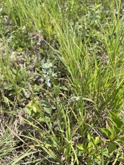 Symphyotrichum sericeum