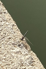 Selysiothemis nigra