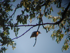 Prionops rufiventris