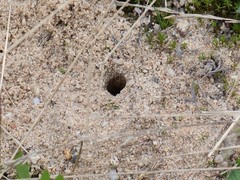 Dasypoda hirtipes