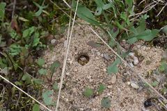 Dasypoda hirtipes