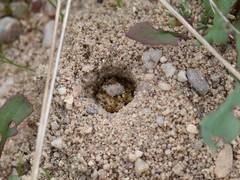 Dasypoda hirtipes