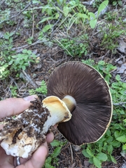 Agaricus didymus