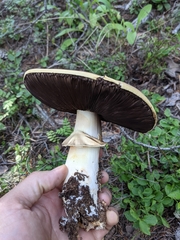 Agaricus didymus